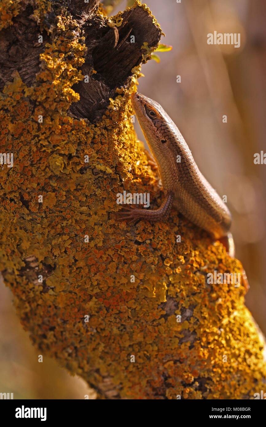 Femmina mabuya imbrigliato (Trachylepis vittata),o imbrigliati skink,scalata di un albero. Fotografato in Israele in febbraio. Foto Stock