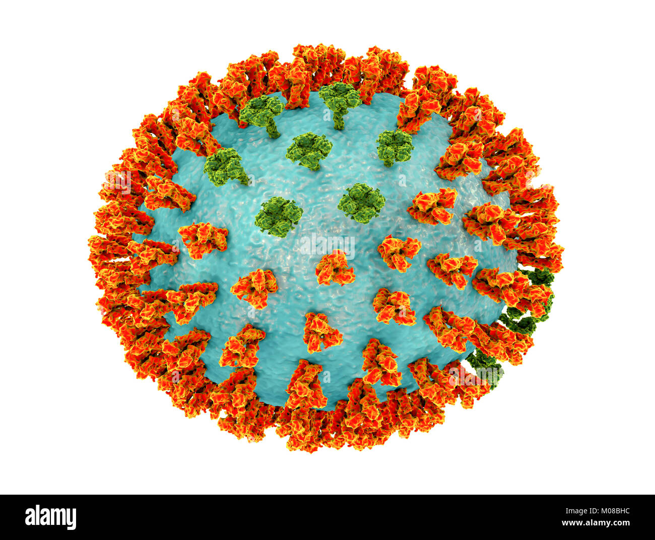 Virus influenzali di ceppo H3N2. 3D illustrazione che mostra la superficie dei picchi di glicoproteina emoagglutinina (arancione) e neuraminidasi (verde) su un influenza (flu) particella di virus. Con emoagglutinina svolge un ruolo in attacco del virus respiratorio umano cellule. Neuraminidasi gioca un ruolo nel rilascio di nuova formazione di particelle di virus da una cellula infettata. H3N2 virus sono in grado di infettare gli uccelli e i mammiferi così come gli esseri umani. Essi sono spesso causa di più gravi infezioni nei giovani e anziani rispetto ad altri ceppi influenzali e può portare ad aumenti di ricoveri e decessi. Foto Stock
