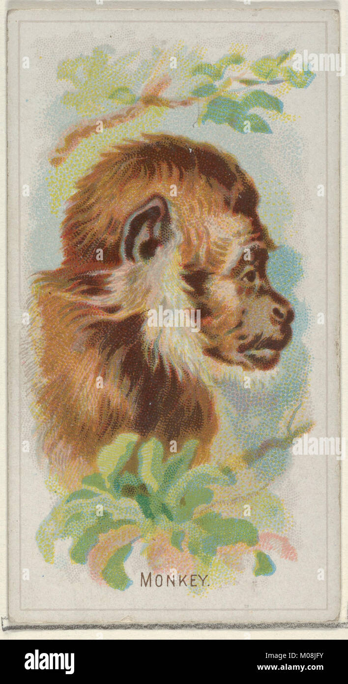 Questa carta raffigura una scimmia della serie Wild Animals of the World di Allen & Ginter, che rappresenta un'illustrazione della fauna selvatica del XIX secolo e carte da collezione. Foto Stock