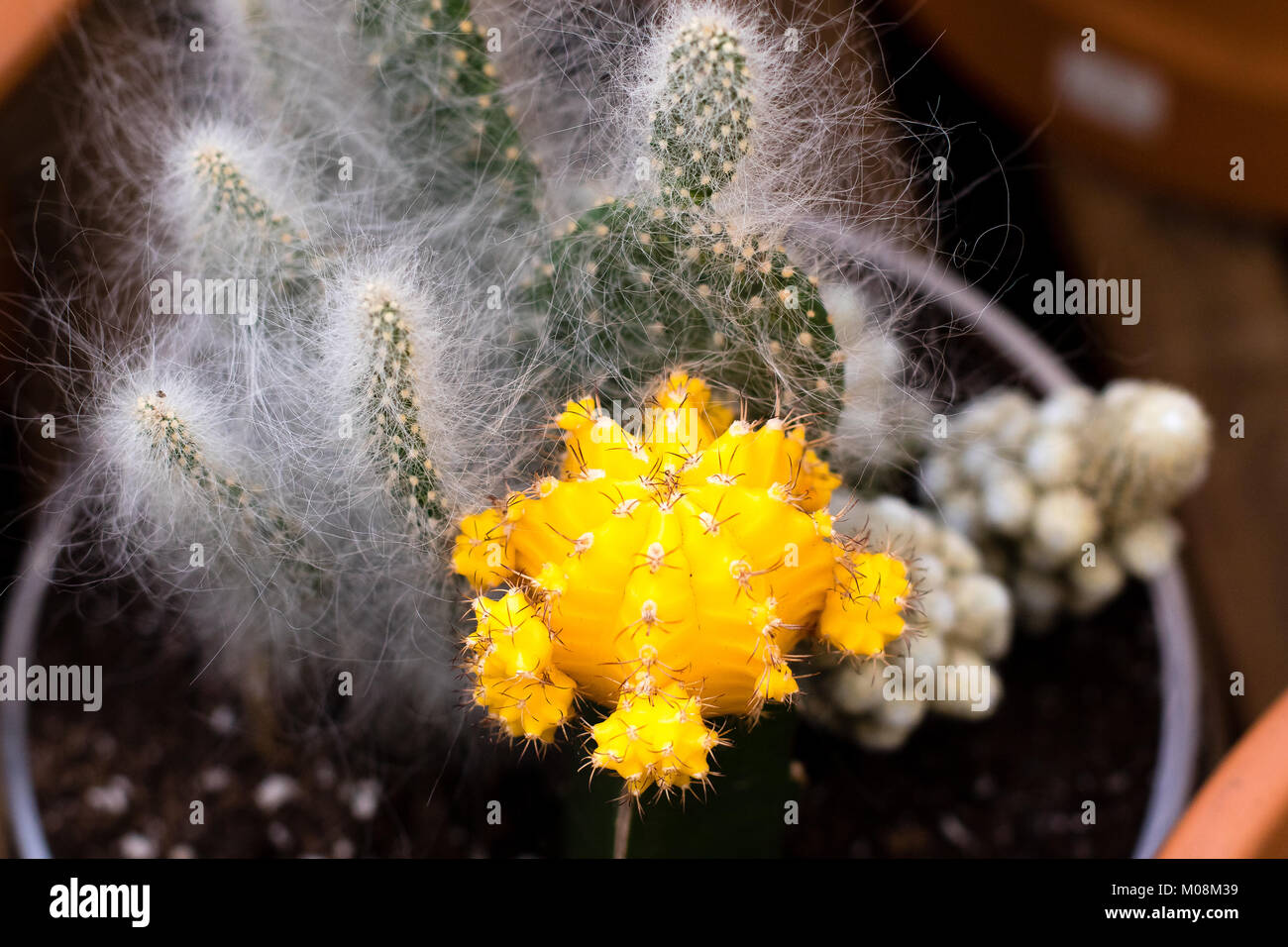 Innestate cactus giallo seguita da opuntias con i capelli come spine. Foto Stock