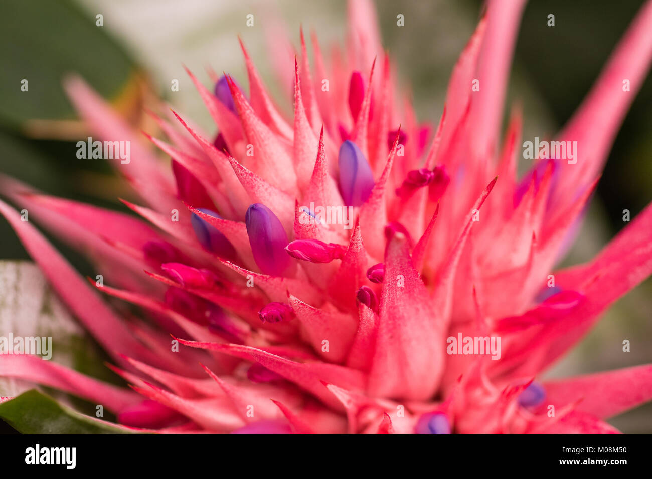 Aechmea fasciata (Argento vaso o impianto di URN) è una specie di pianta flowering in famiglia bromeliad, nativo per il Brasile. Close up. Messa a fuoco selettiva. Dovrà Foto Stock