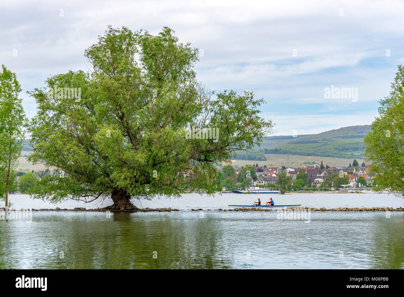 Il vecchio albero di salice nel mezzo del fiume Reno di fronte la città di Oestrich-Winkel città Foto Stock