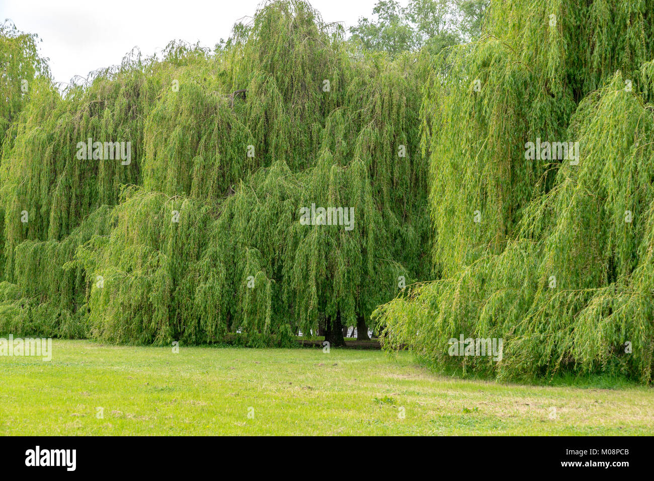 Sul Reno in Germania con una grande parete di argento gli alberi di salice Foto Stock