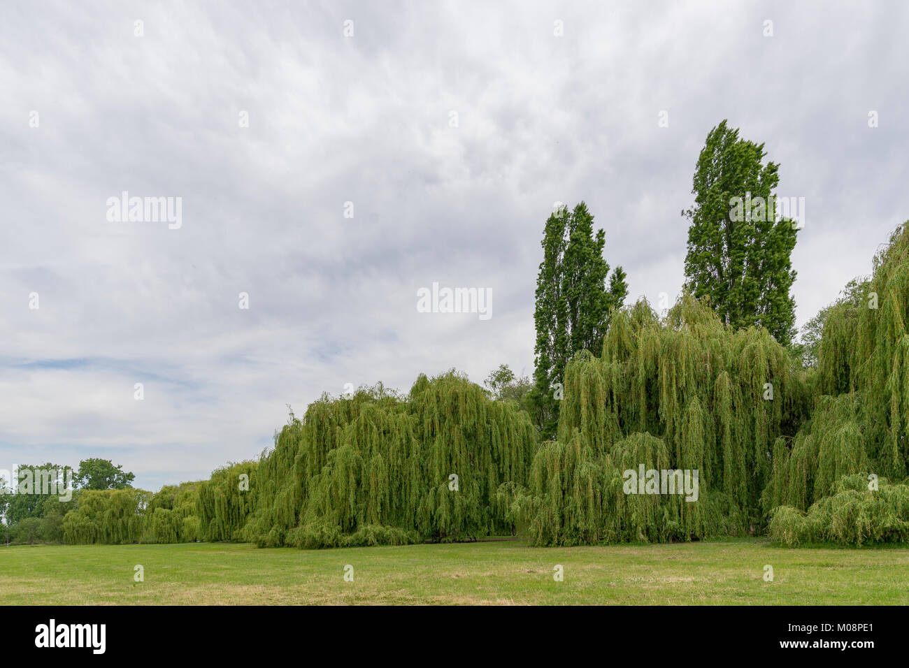 Sul Reno in Germania con una grande parete di argento gli alberi di salice Foto Stock