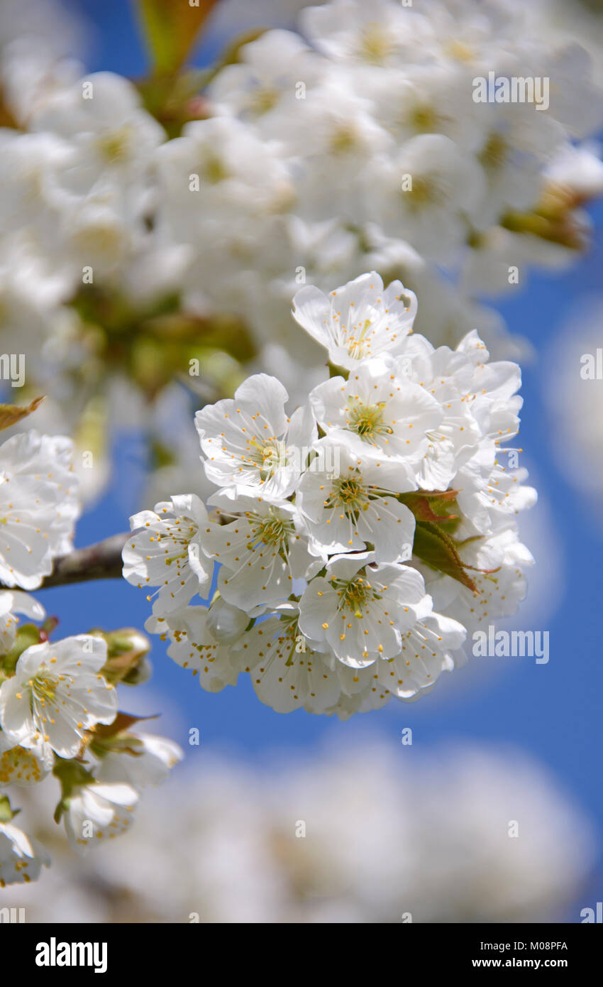 Kirschbaumblüte in Hessen, Germania - Cherrytrees in fiore Foto Stock