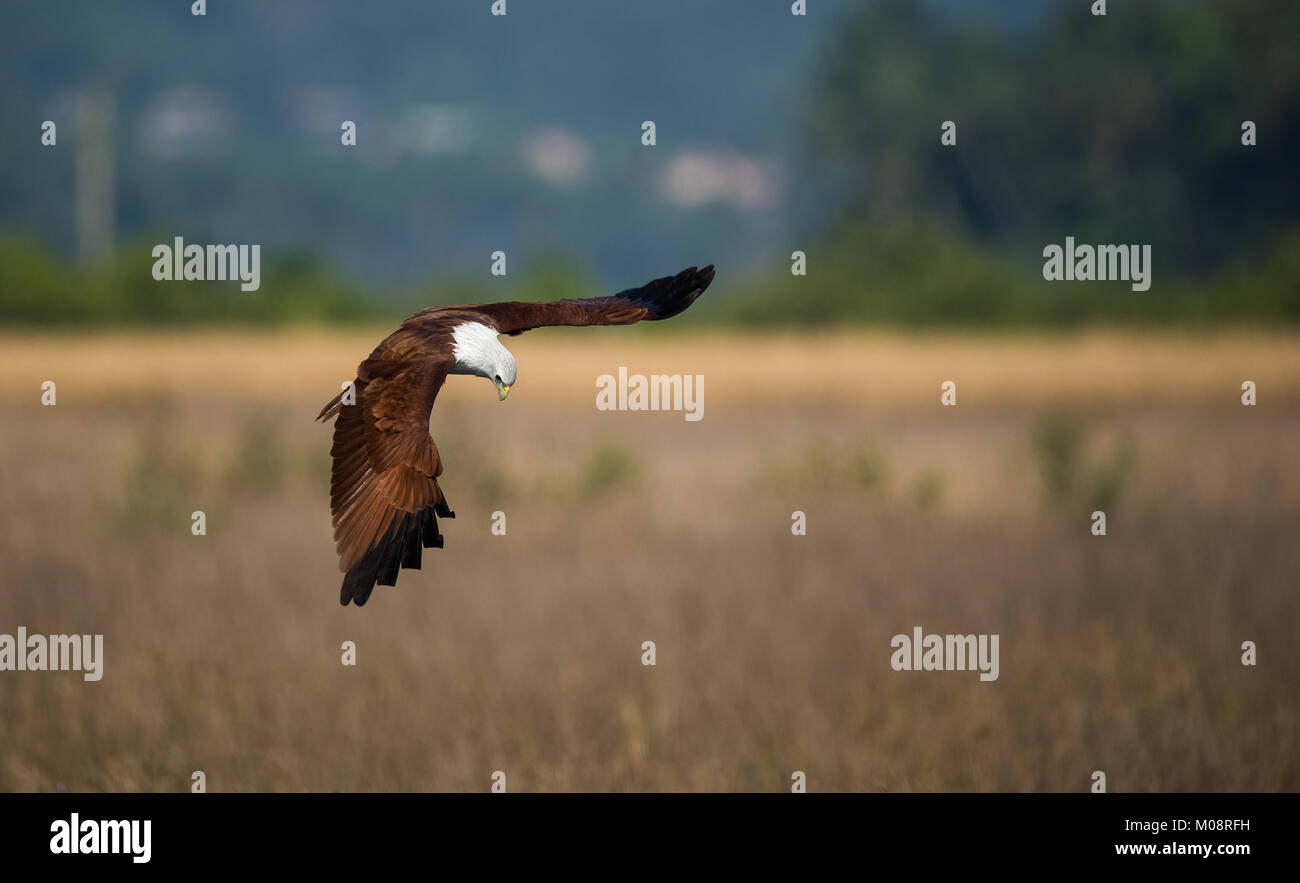 Sea Eagle andando giù pronto ad agguantare Foto Stock