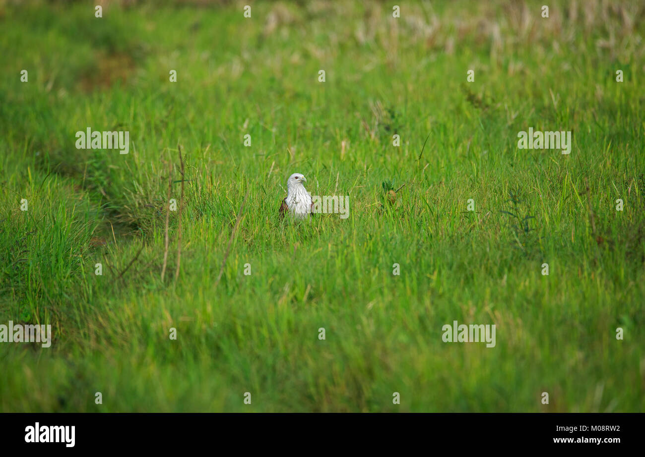 Un rosso backed sea eagle seduto in un campo verde Foto Stock