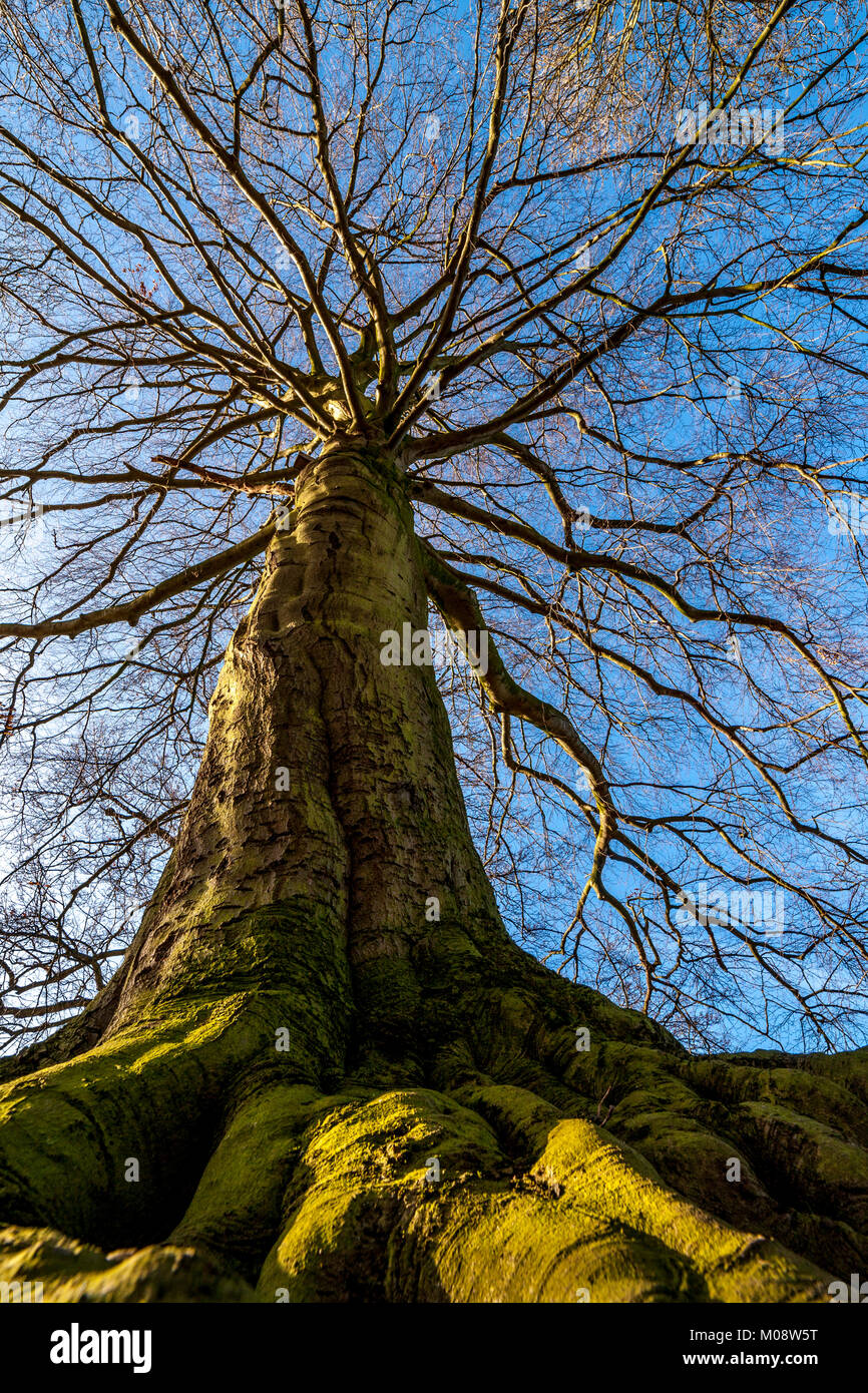 Antico albero di Abington Park, Northampton durante l inverno Foto Stock