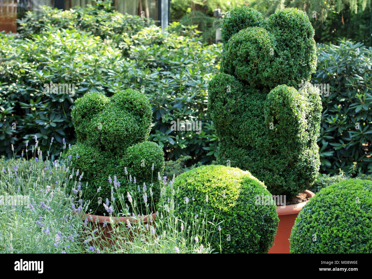 Orso verde in topiaria da giardino Foto Stock