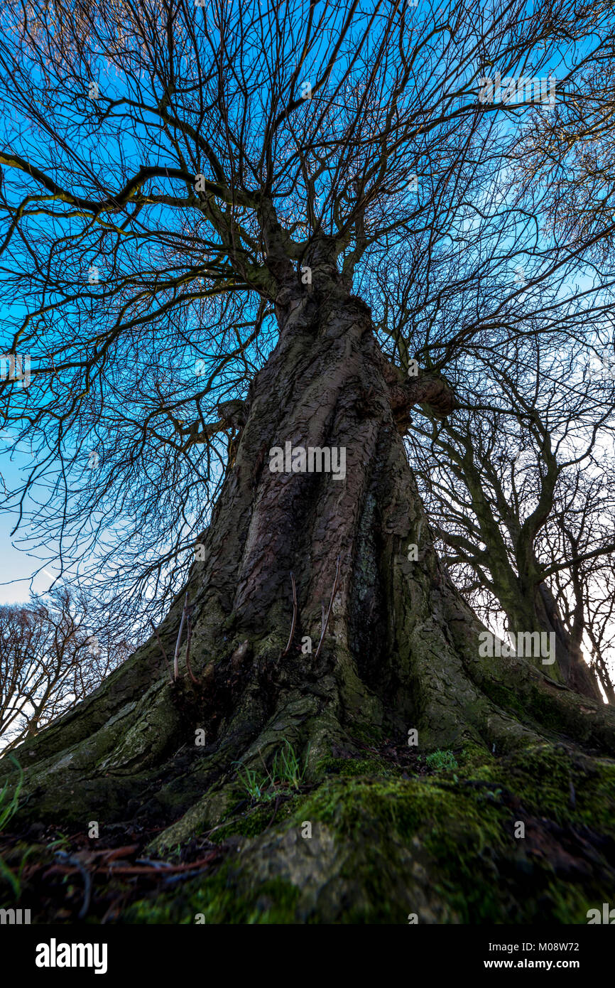 Antico albero di Abington Park, Northampton durante l inverno Foto Stock