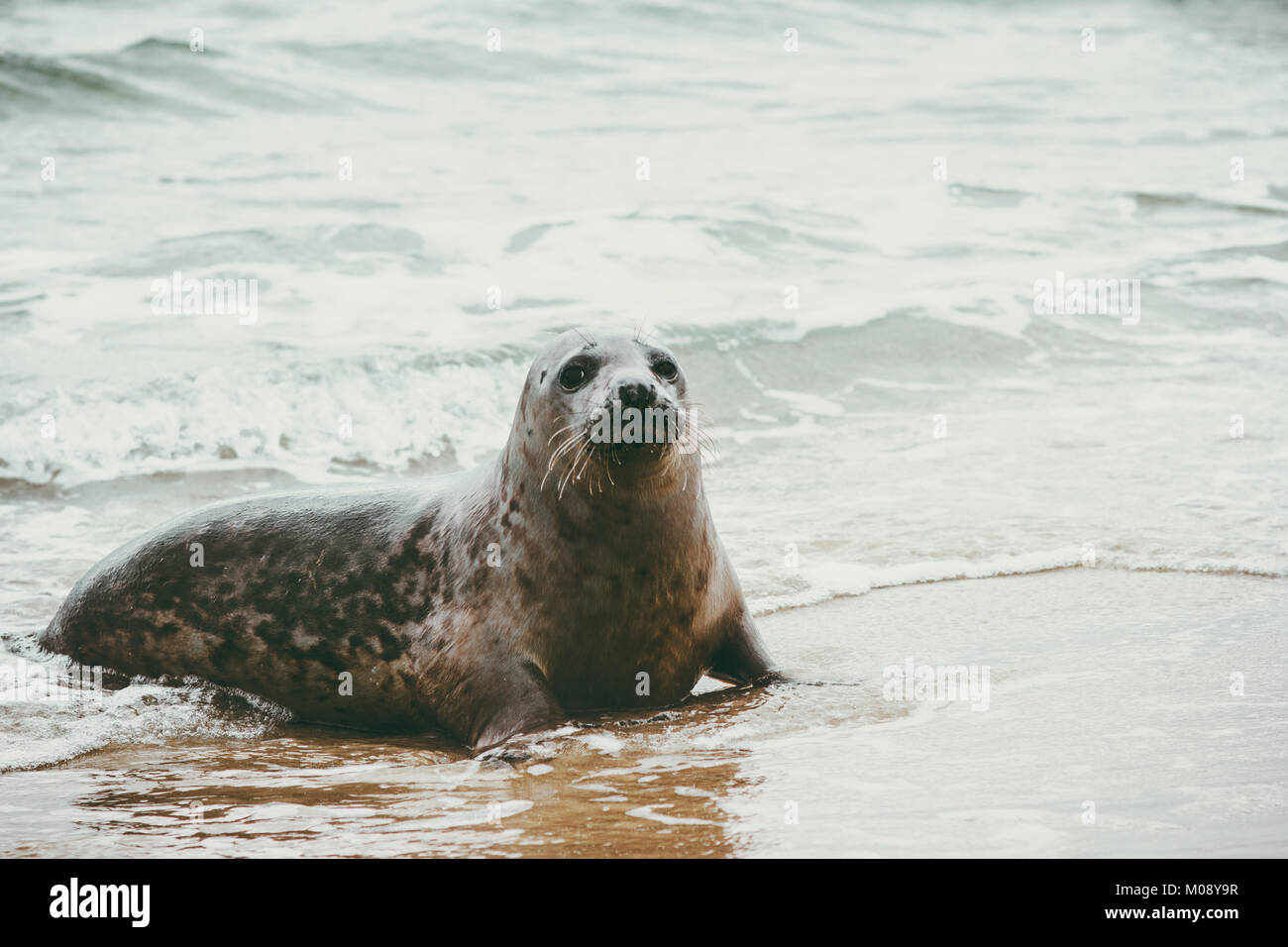 La guarnizione funny graziosi animali relax sulla spiaggia di sabbia in Danimarca Phoca vitulina Ecologia della fauna selvatica il concetto di protezione sealife della Scandinavia Foto Stock