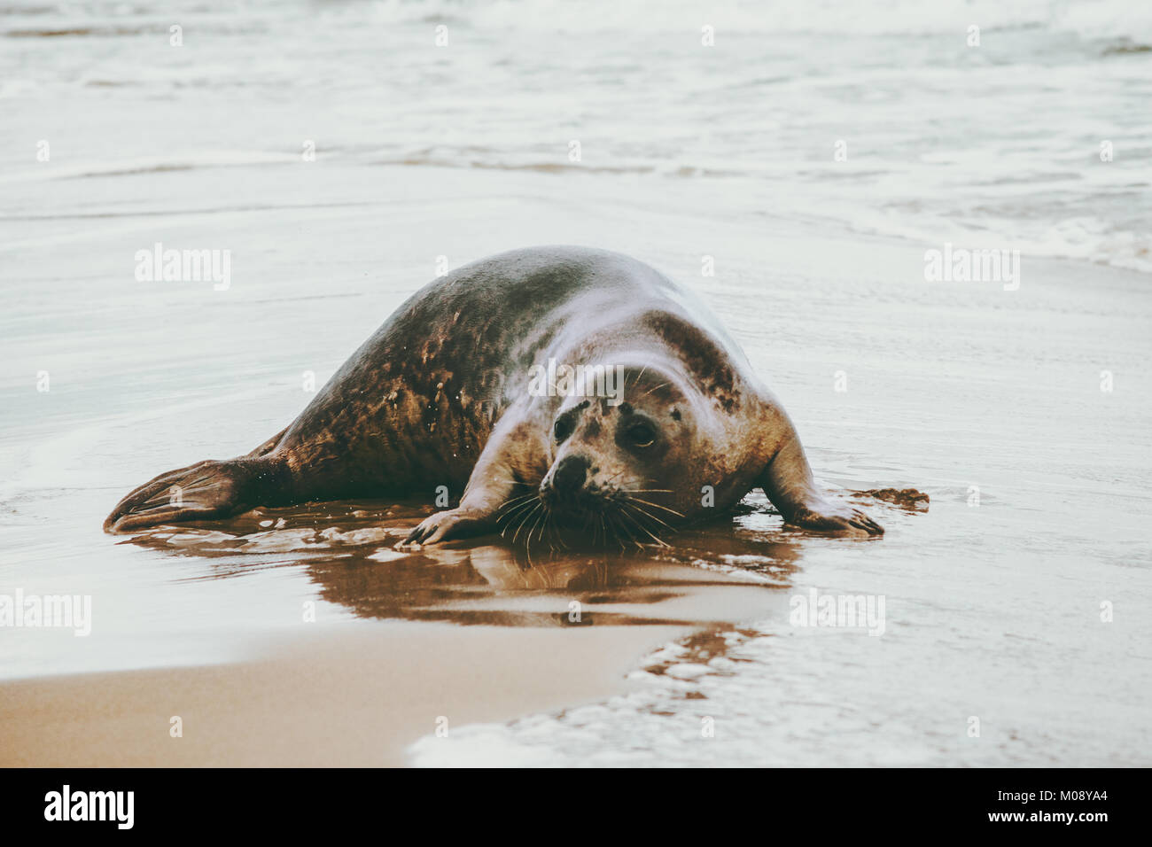 Guarnizione inanellato divertente animale sulla sabbiosa spiaggia del mare di Grenen in Danimarca Phoca vitulina ecologia il concetto di protezione Foto Stock