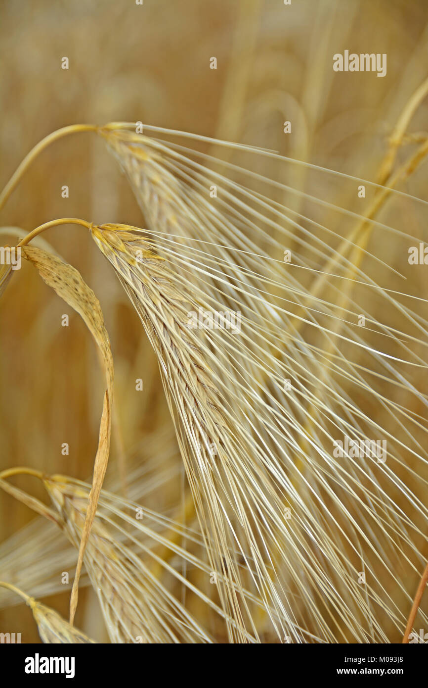 Emmer o Zea di frumento, una delle più antiche specie di grano utilizzato dagli esseri umani agli albori della civiltà Foto Stock