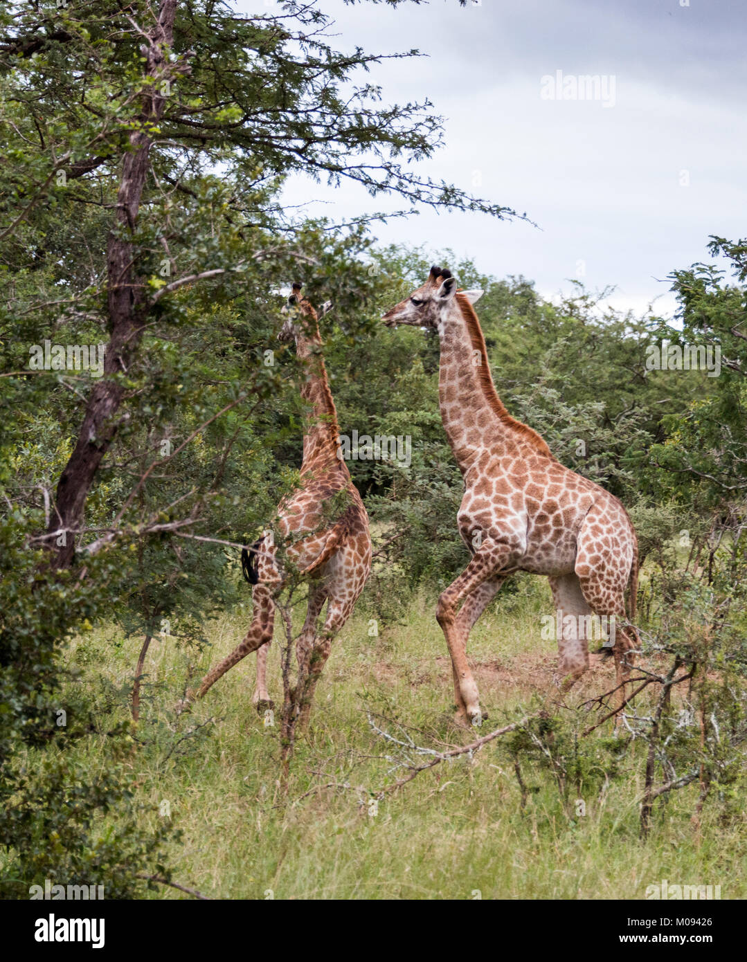 Trainare le giraffe spot su safari Foto Stock