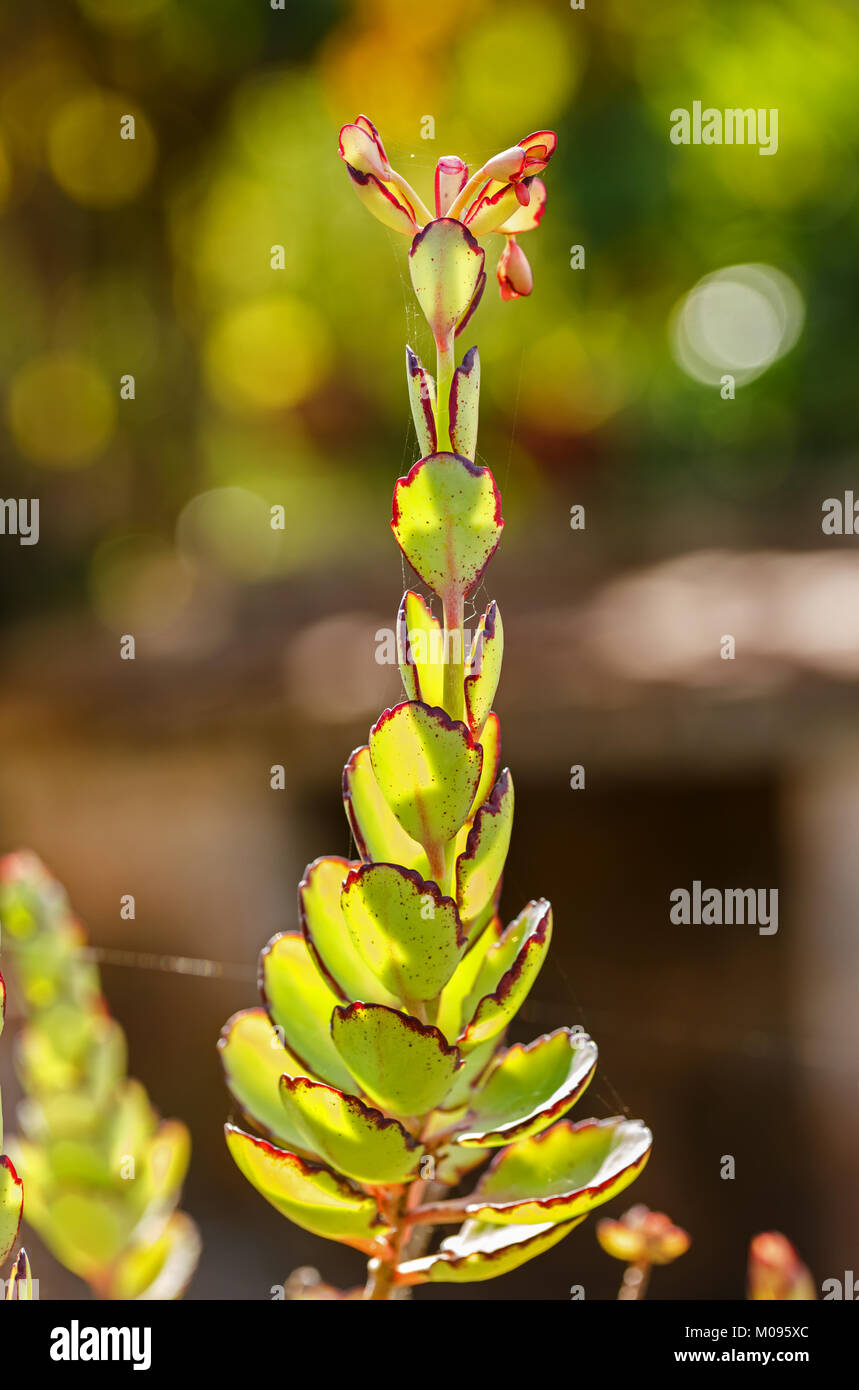 Piante succulente in un Giardino Botanico Western Cuba Foto Stock