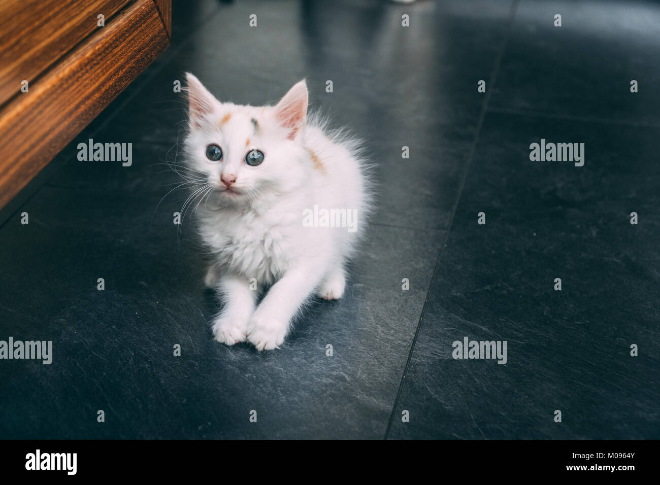 Carino gattino con protagonista a voi Foto Stock
