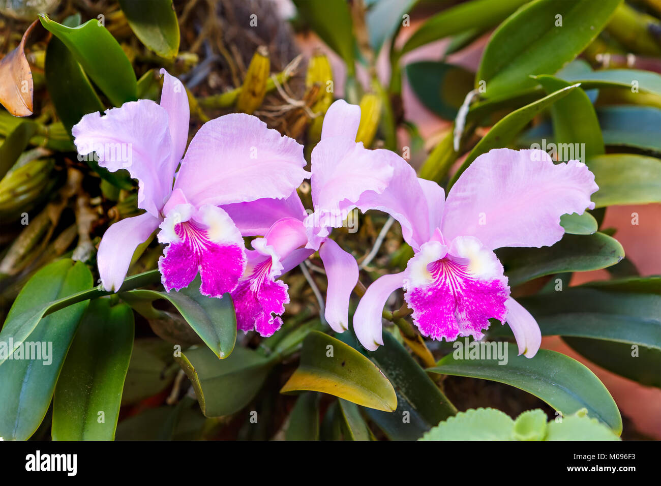 Orchidee tropicali in Cuba Foto Stock