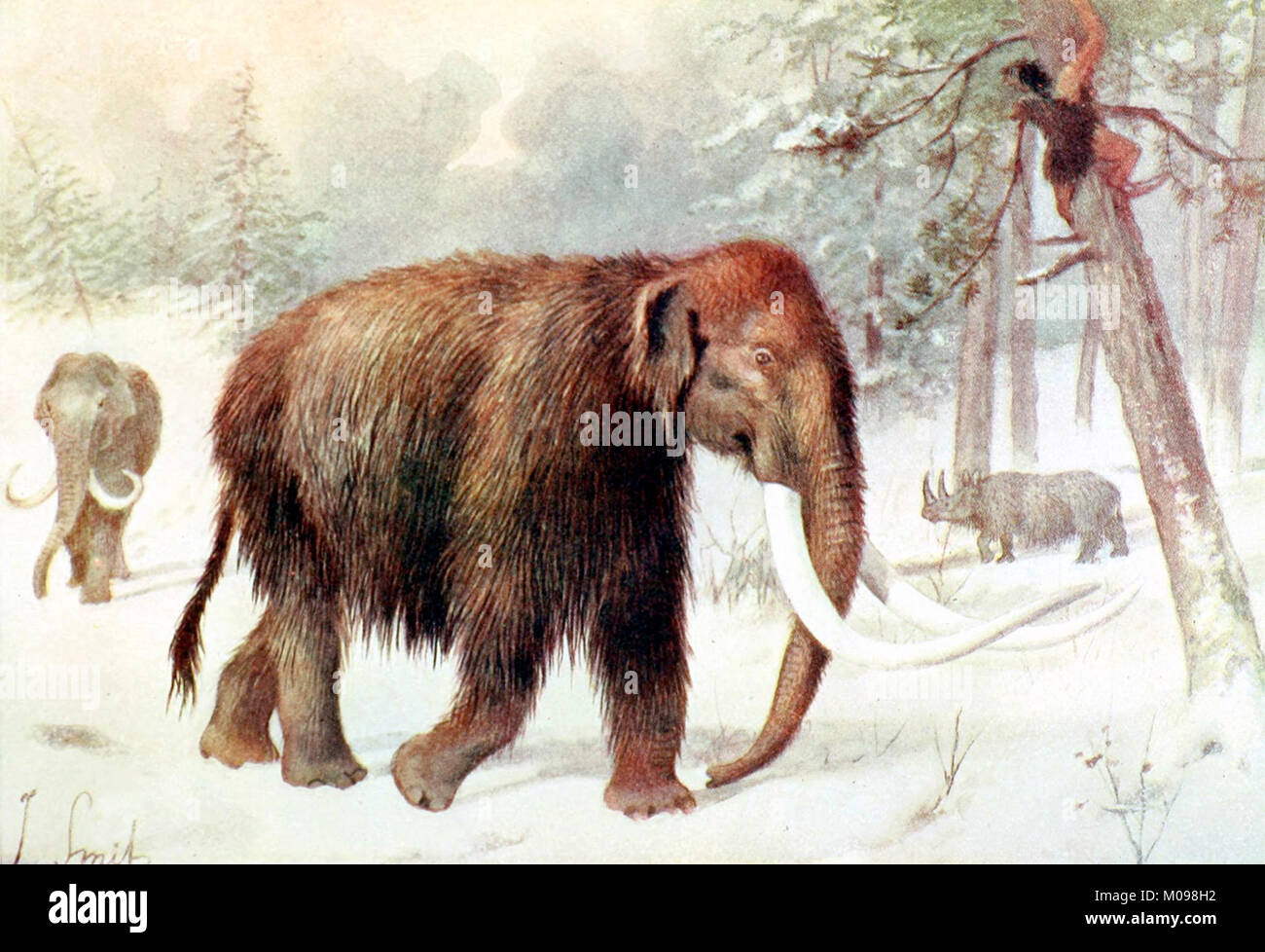 Mammut lanosi (Mammuthus primigenius), un 1909 illustrazione da Joseph Smit. Foto Stock