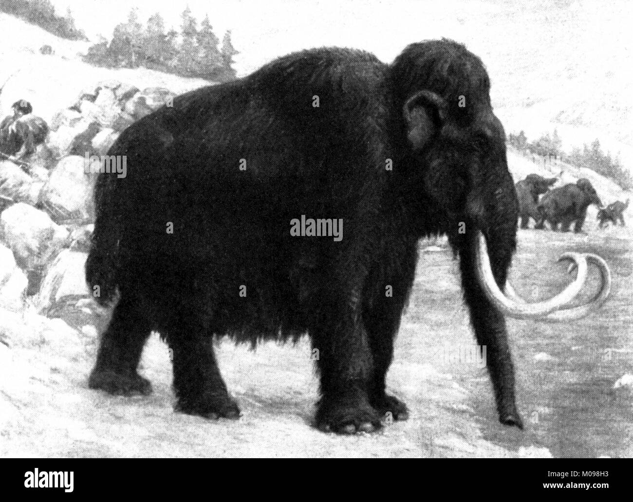 Mammut lanosi (Mammuthus primigenius), un 1915 illustrazione. Foto Stock