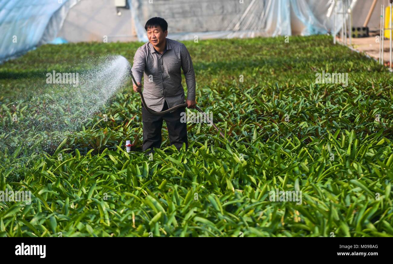 (180119) -- YONGQING, Gennaio 19, 2018 (Xinhua) -- Un acque gardner fiori Shengli nel villaggio di Liujie township di Yongqing County, a nord della Cina di nella provincia di Hebei, Gennaio 19, 2018. Yongqing County ha costruito 72 serre e piantato oltre 20 specie di fiori. (Xinhua/Li Xiaoguo) (lx) Foto Stock