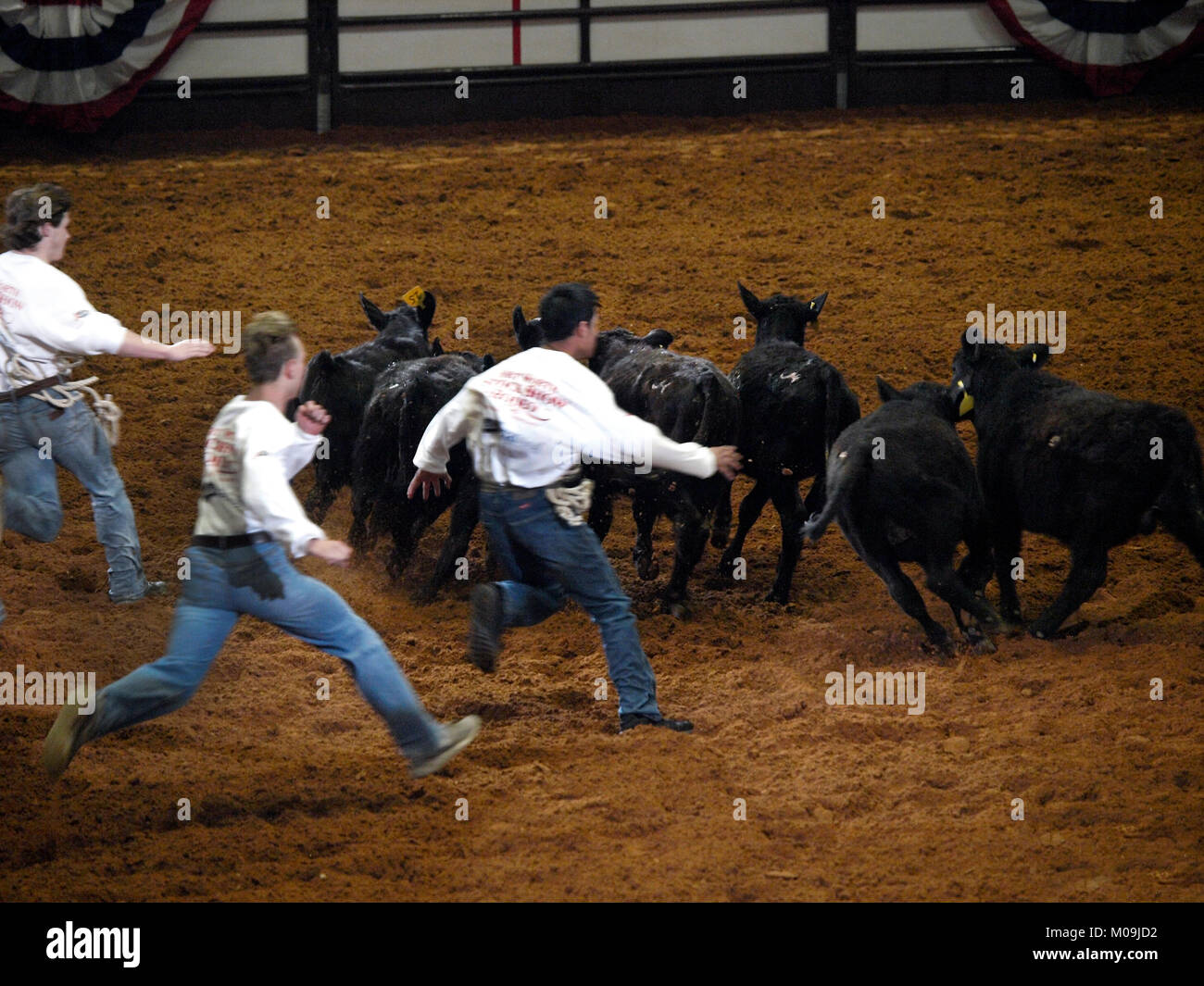 Fort Worth, Stati Uniti d'America. Xix gen, 2018. Membri del futuro degli agricoltori di America e il 4-H chase croste per vincere soldi di borse di studio a coloro che possono tenerli premuti e portarli al centro di rodeo. Uno dei molti eventi al centesimo anno per il rodeo indoor al 122a dell'esposizione sud-occidentale e mostra zootecnica Credito: J. G. Domke/Alamy Live News Foto Stock
