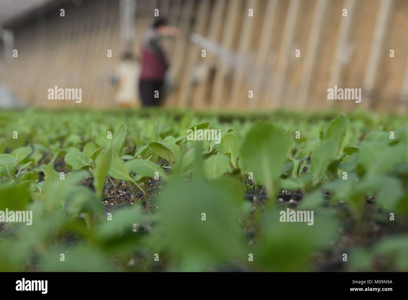 Liaocheng. Xx gen, 2018. Gli agricoltori a lavorare in una fattoria in Liaocheng City, est della Cina di Provincia di Shandong, 20 gennaio 2018, anche il grande freddo (Dahan) termine solare del calendario lunare cinese Credito: Zhao Yuguo/Xinhua/Alamy Live News Foto Stock