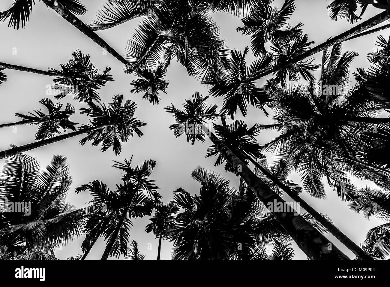 Tropical piantagione di spezie, Goa Foto Stock