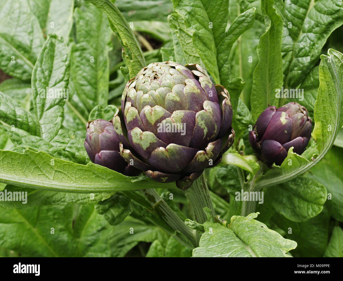 Carciofo (Cynara scolymus) crescente in orto (Suzanne's orto, Le Pas, Mayenne, Francia). Foto Stock