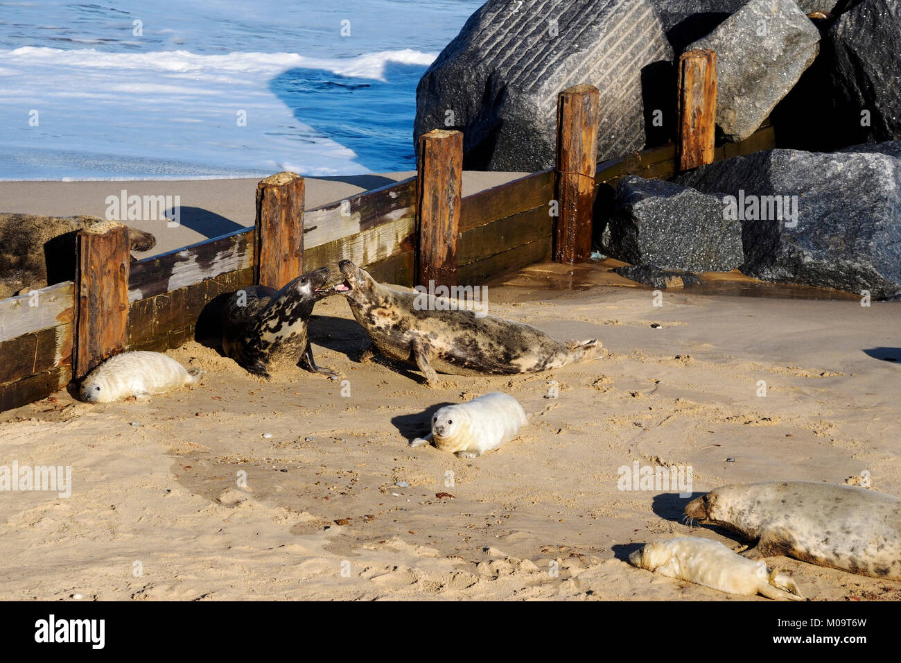 Le foche grigie e grigio cuccioli di foca sulla spiaggia a Horsey in Norfolk, novembre 2018. Horsey Beach è uno dei principali rookeries tenuta sulla costa est. Foto Stock