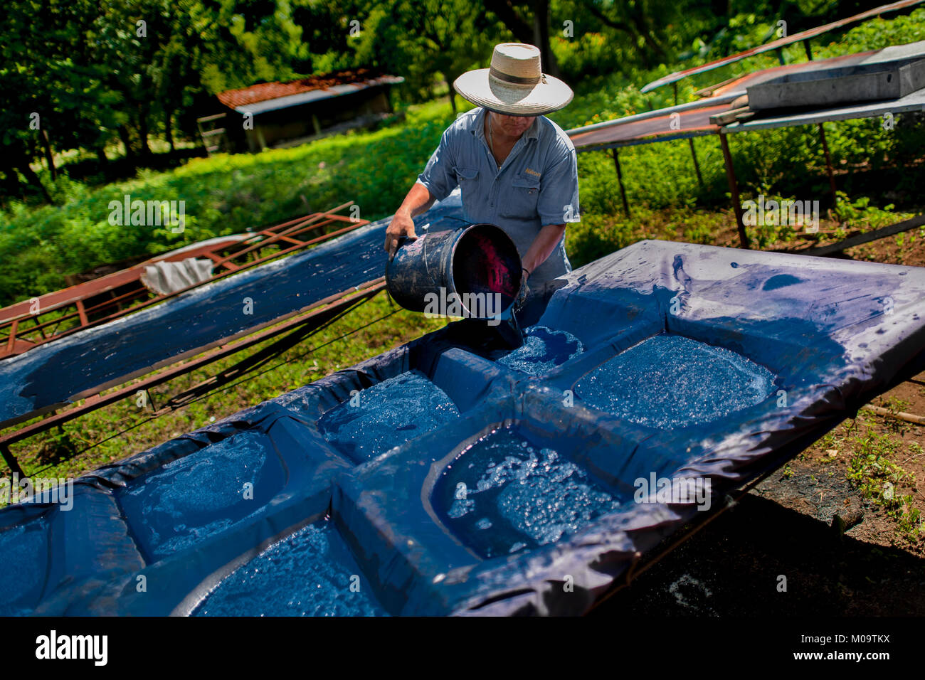 Miguel Ventura, un indaco naturale produttore, versa il liquido indigo soluzione su un foglio di tela abrasiva a fabbricazione vicino a San Miguel, El Salvador. Foto Stock