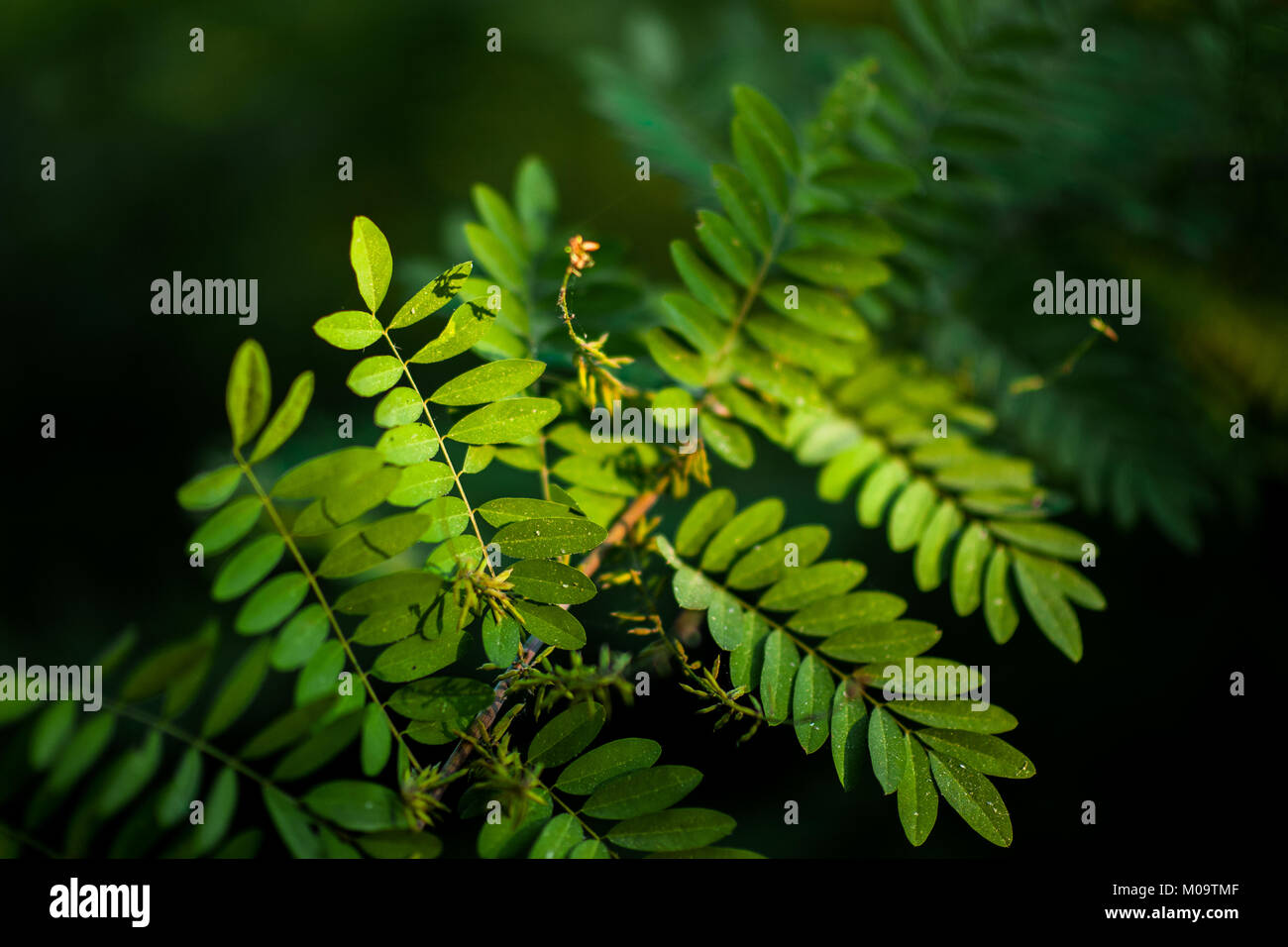 Un impianto di indaco (Indigofera) è visto nelle prime ore del mattino su Miguel Ventura la fattoria vicino a San Miguel, El Salvador. Foto Stock