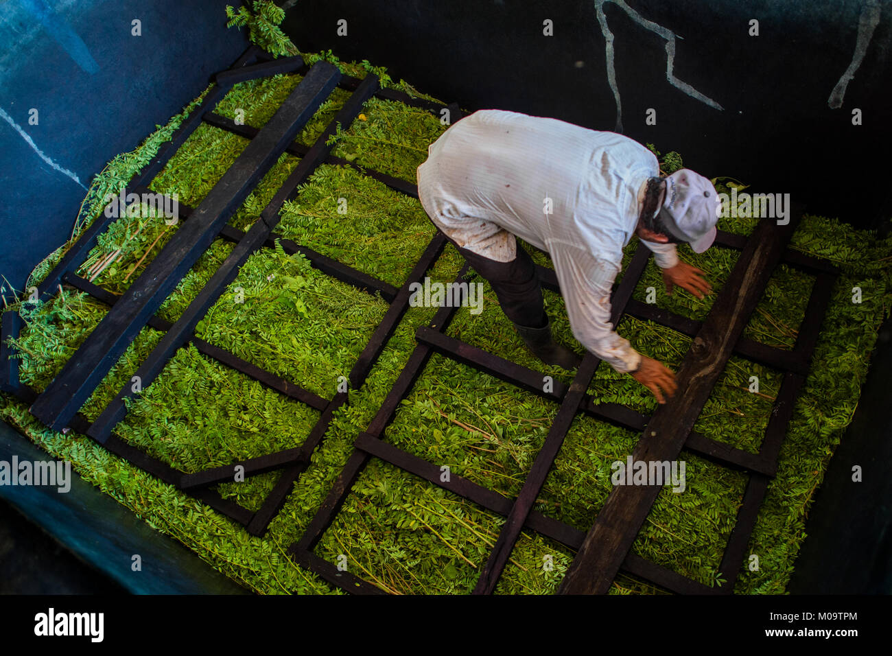 Lavoratore agricolo carichi di foglie e rami delle piante di indaco in un serbatoio a macerare a fabbricazione vicino a San Miguel, El Salvador. Foto Stock