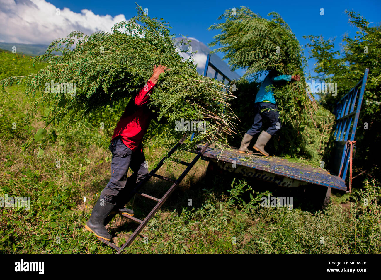 Fattoria di Salvadoran lavoratori caricare le pile di indigo piante su di un camion nel campo vicino a San Miguel, El Salvador. Foto Stock