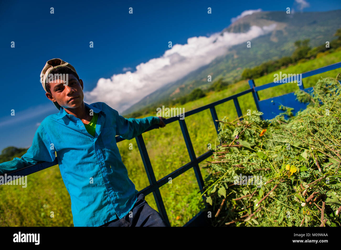 Una fattoria di Salvadoran lavoratore sorge su un carrello, caricato con pile di indigo piante, nel campo vicino a San Miguel, El Salvador. Foto Stock