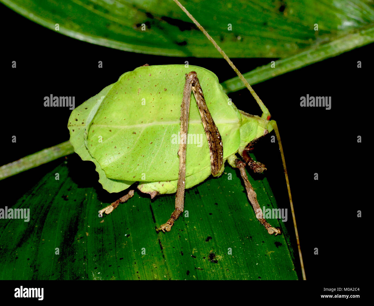Foglia-imitare katydid sulla foglia. Costa Rica, Provincia Puntarenas, Monteverde Cloud Forest Riserve, Selvatura Park Foto Stock