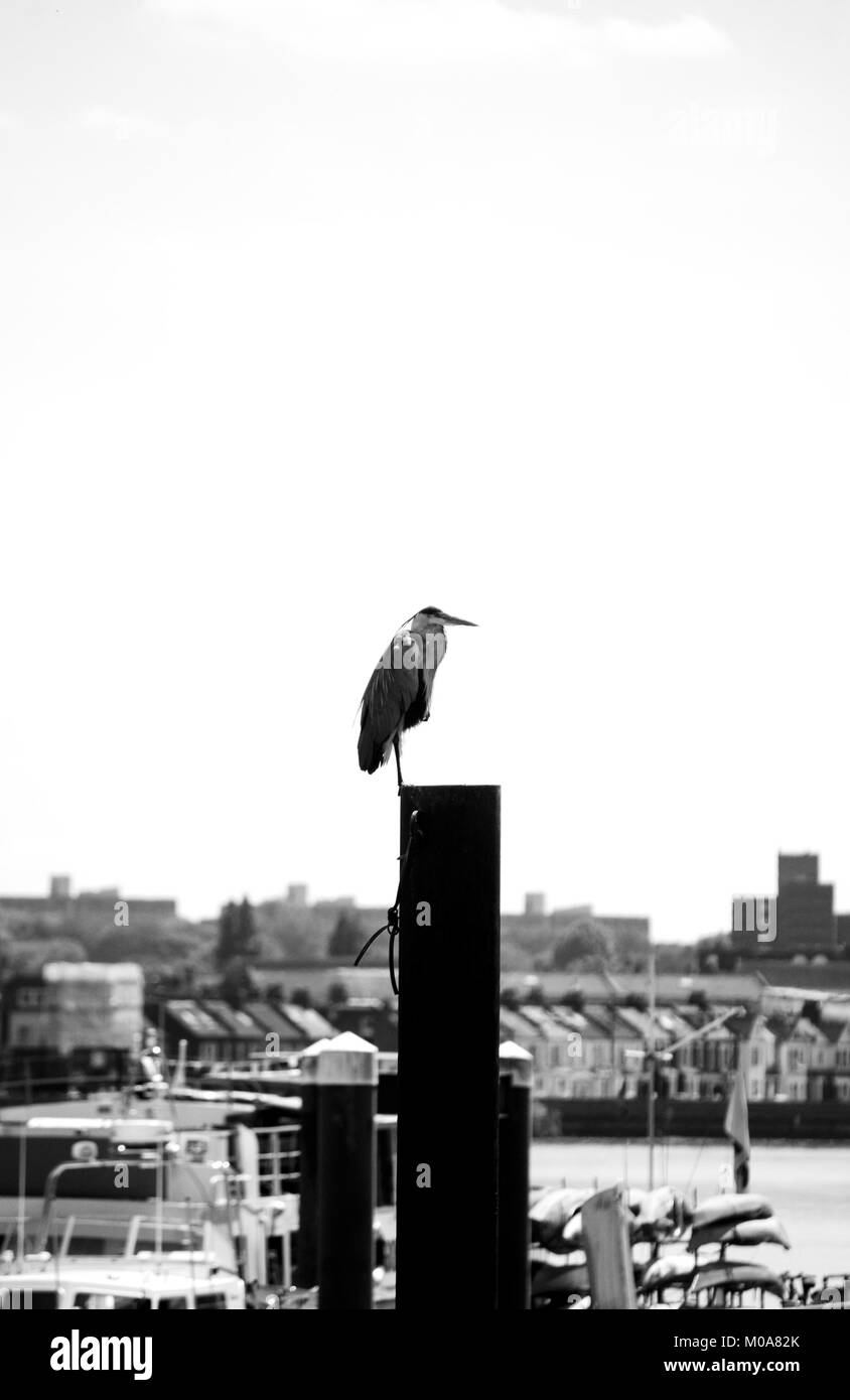 Airone cinerino (Ardea cinerea) sorge su un post sul fiume Thames, London, Regno Unito Foto Stock