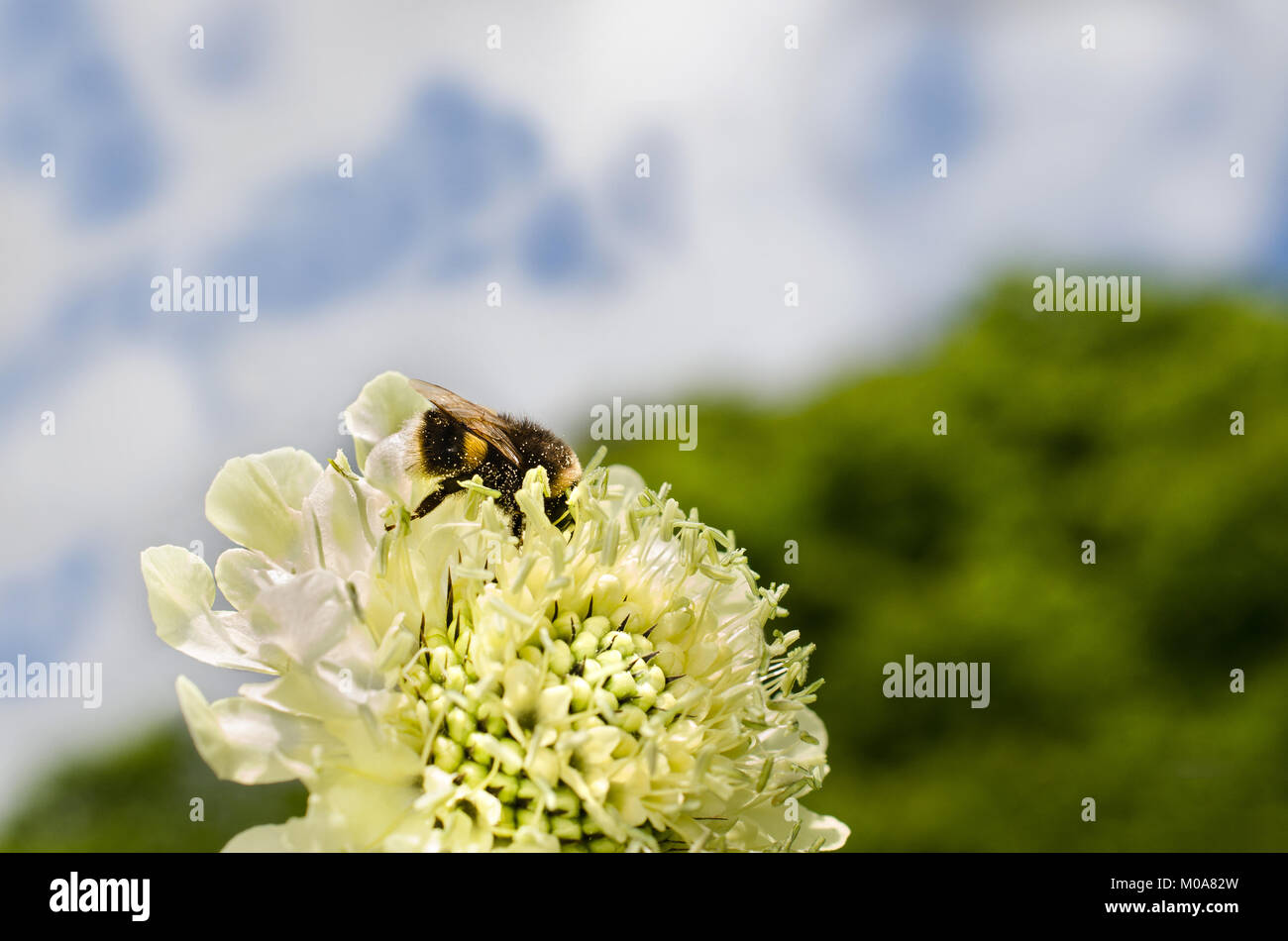 Buff tailed Bumble Bee (Bombus terrestris) coperto di granelli di polline di un gigante scabious fiore, Nottingham, Regno Unito Foto Stock