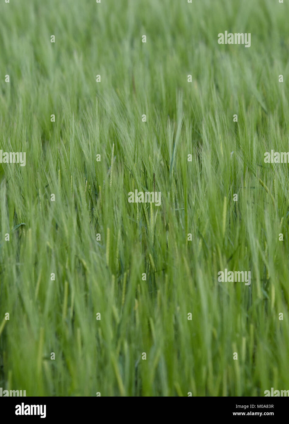Close up di giovani rye grass raccolto, Oxfordshire, Regno Unito Foto Stock