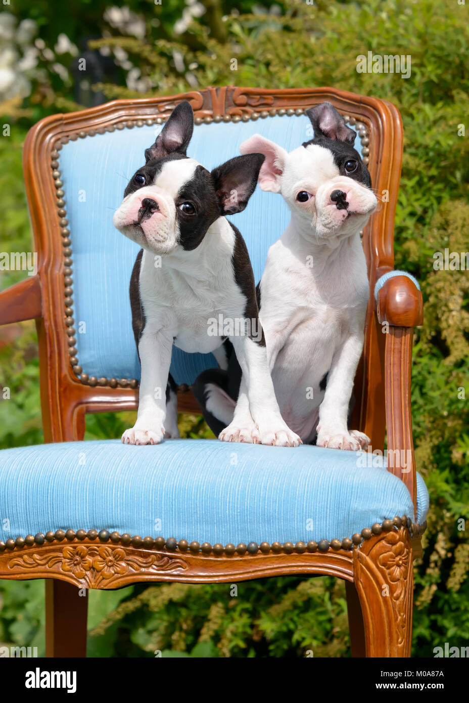 Due giovani Boston Terrier cani, anche chiamato Boston tori, cuccioli, nera con marcature bianche, seduti fianco a fianco su un periodo di vendemmia sedia imbottita Foto Stock