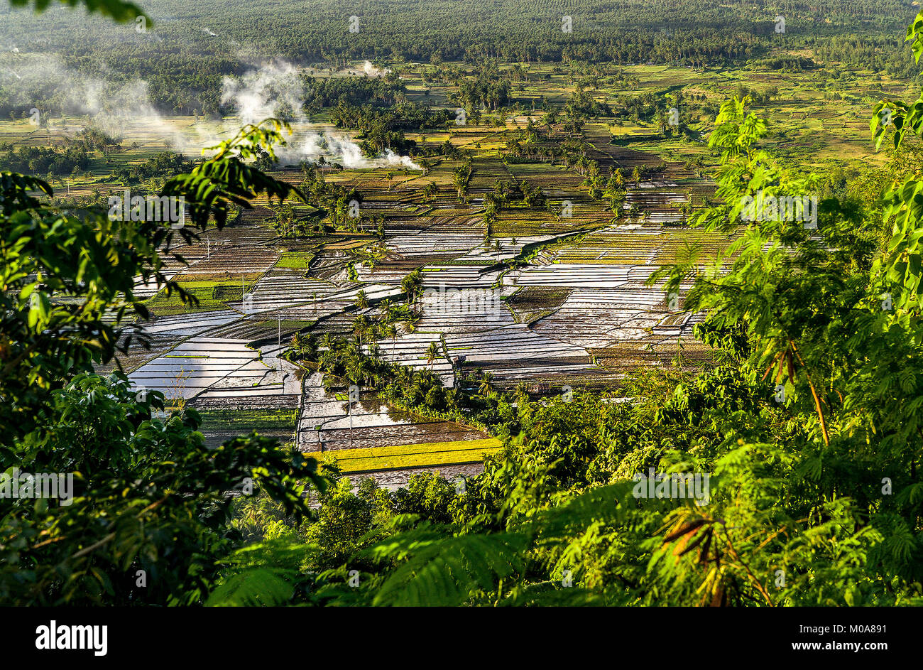Lucernario si riflette acri di allagato risaie nei pressi di Legazpi City, Luzon, Filippine. Foto Stock