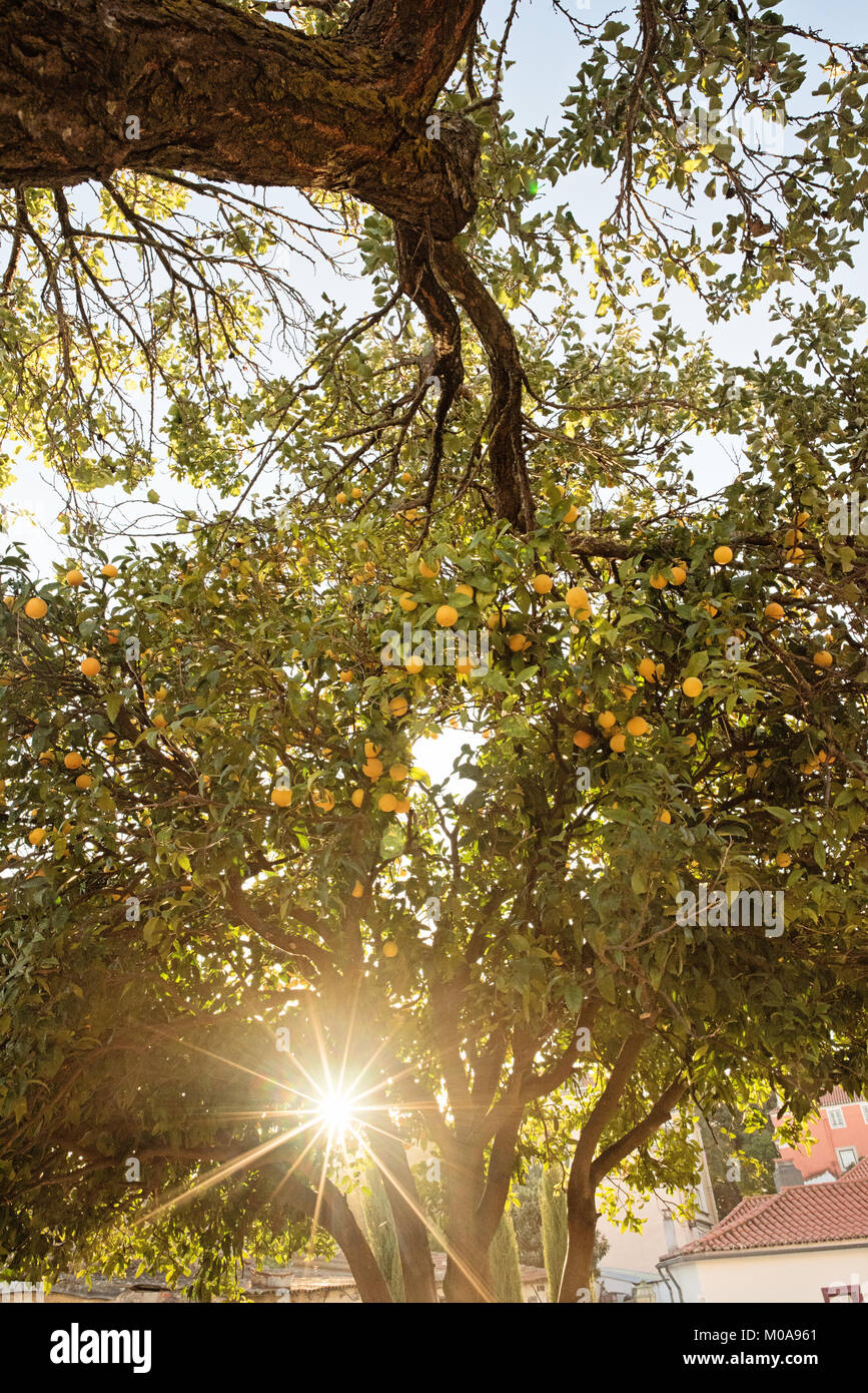 Alberi di arancio a Lisbona, Portogallo nella sunflare Foto Stock