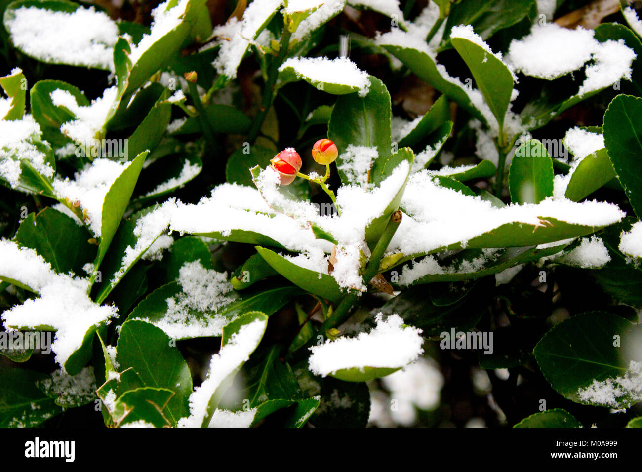 Bacche di neve Foto Stock