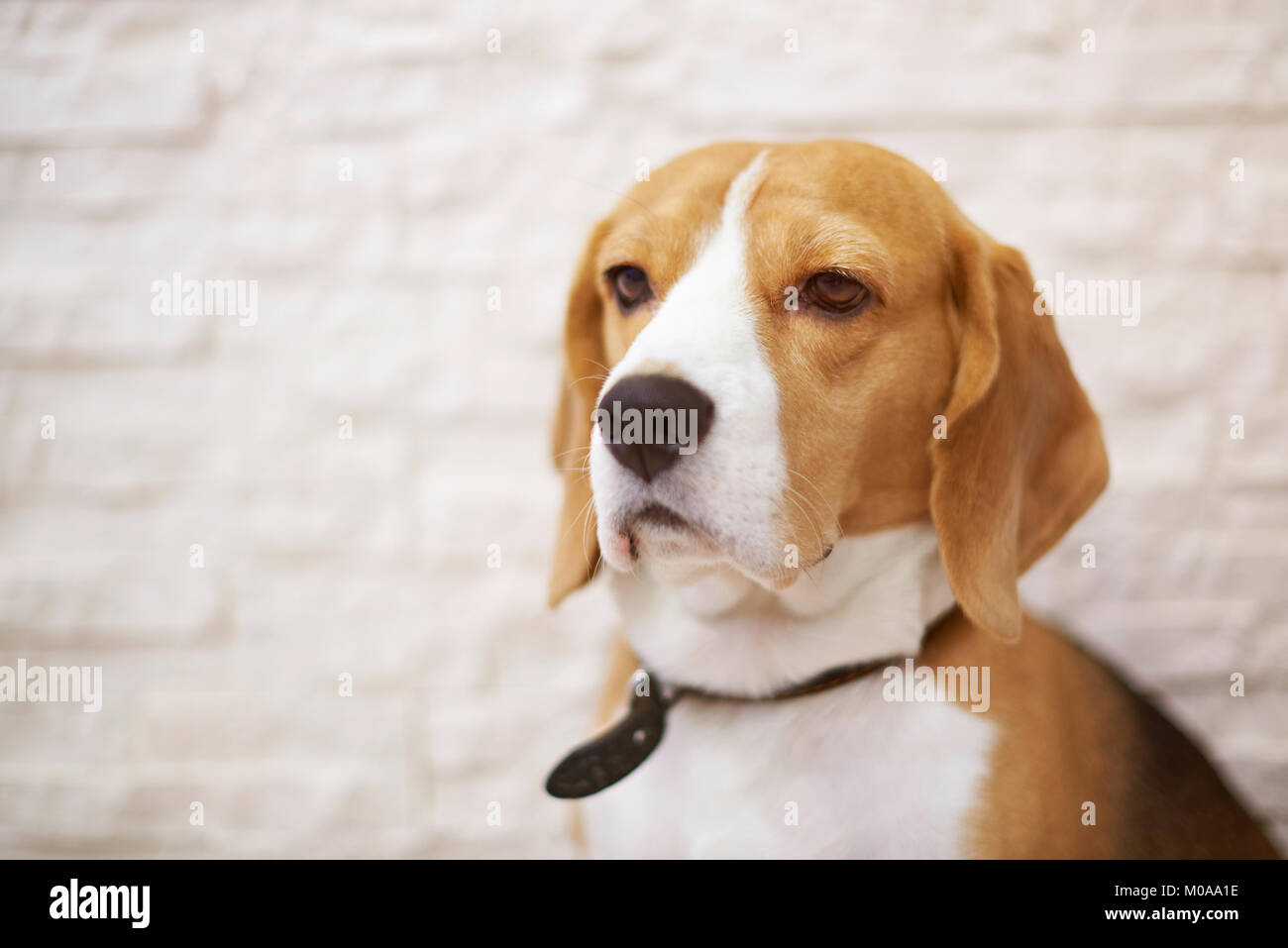 Ritratto di cane beagle sulla pietra sfocata white Sfondo mattone Foto Stock