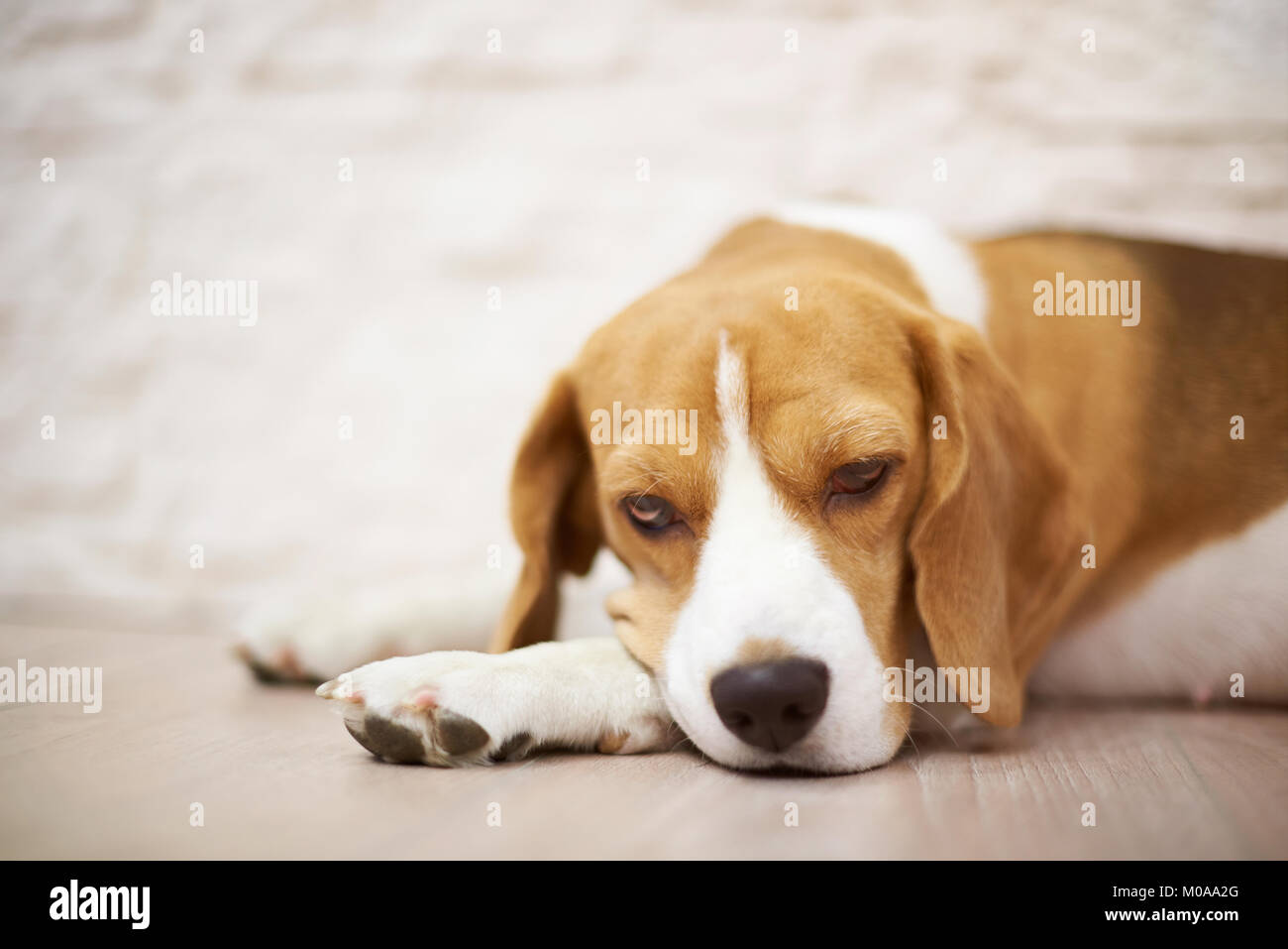 Dormendo cane beagle sul pavimento vicino la vista Foto Stock