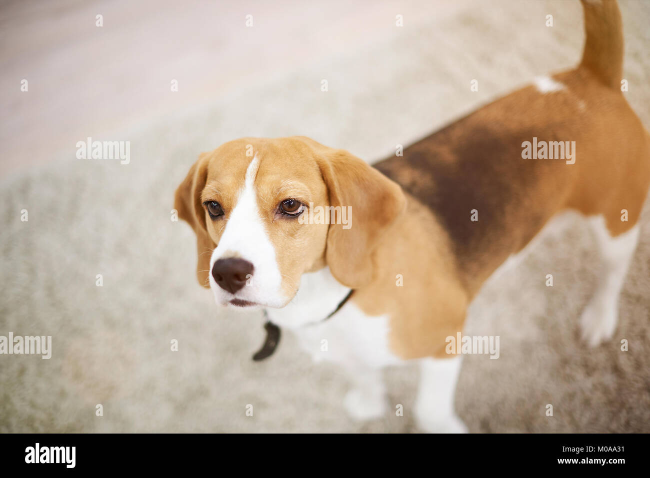Cane Beagle a piedi in appartamento pulito tappeto. Home tema degli animali Foto Stock