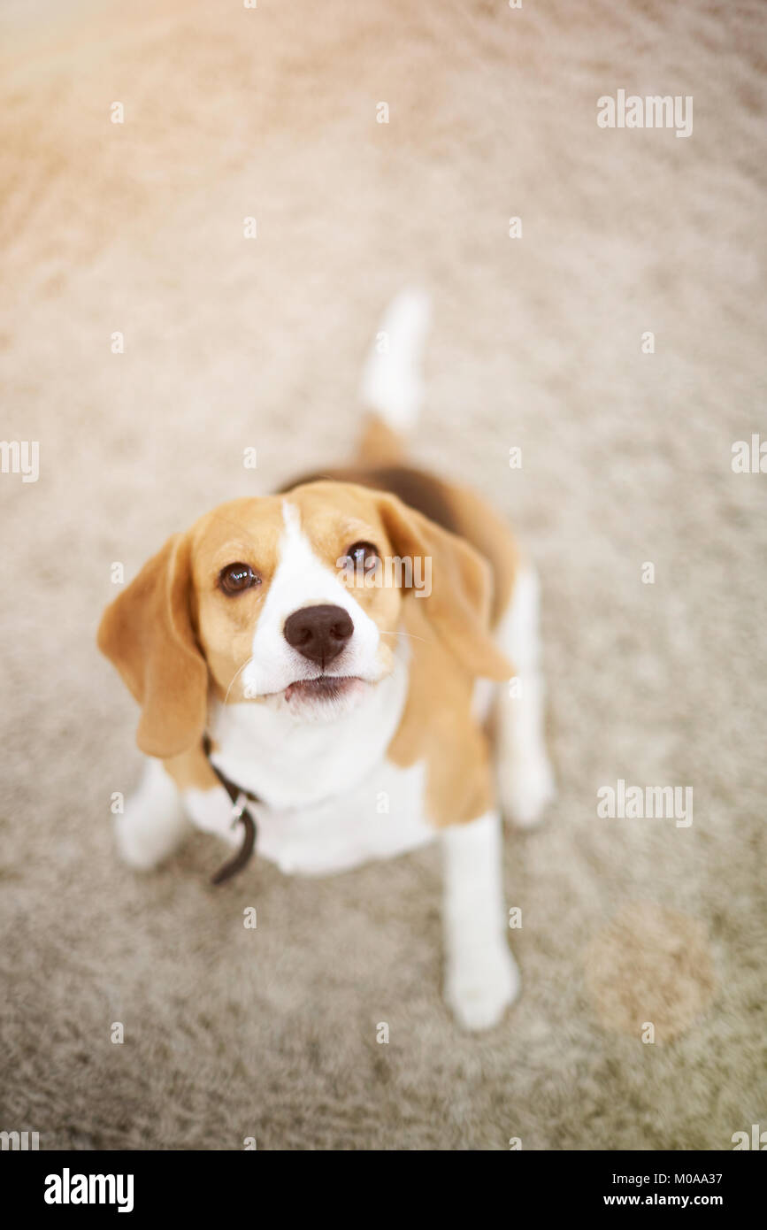 Divertenti cane beagle giocare su un tappeto sopra vista superiore Foto Stock