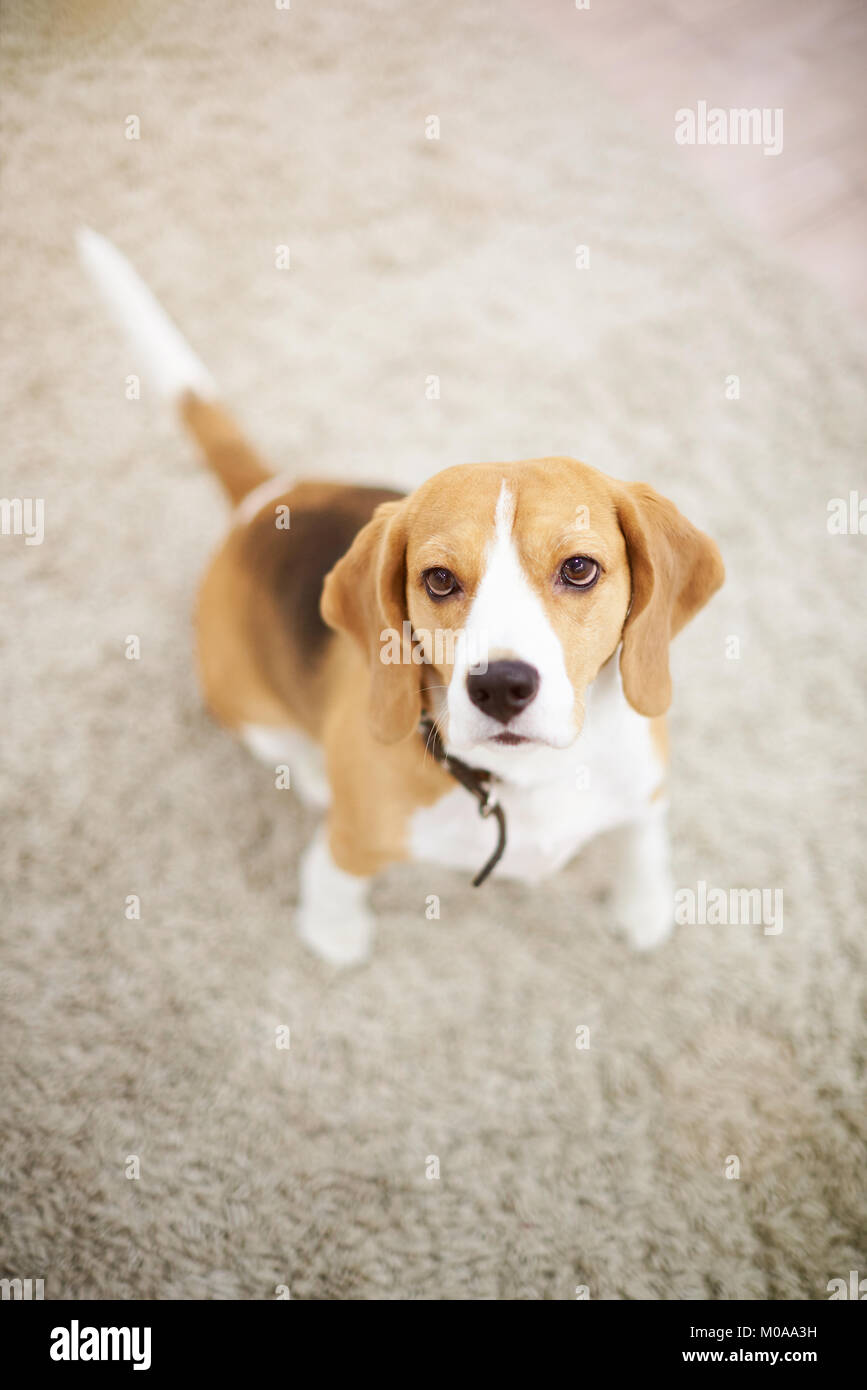 Un cane beagle sedersi sul tappetino sopra vista superiore Foto Stock