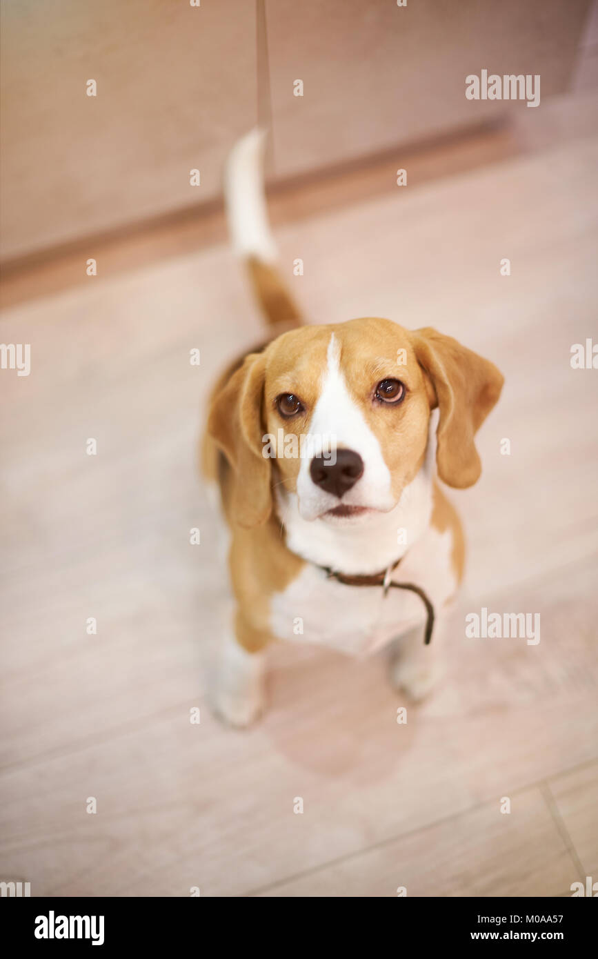 Pulire ordinata cane beagle seduto sul pavimento sopra vista superiore Foto Stock