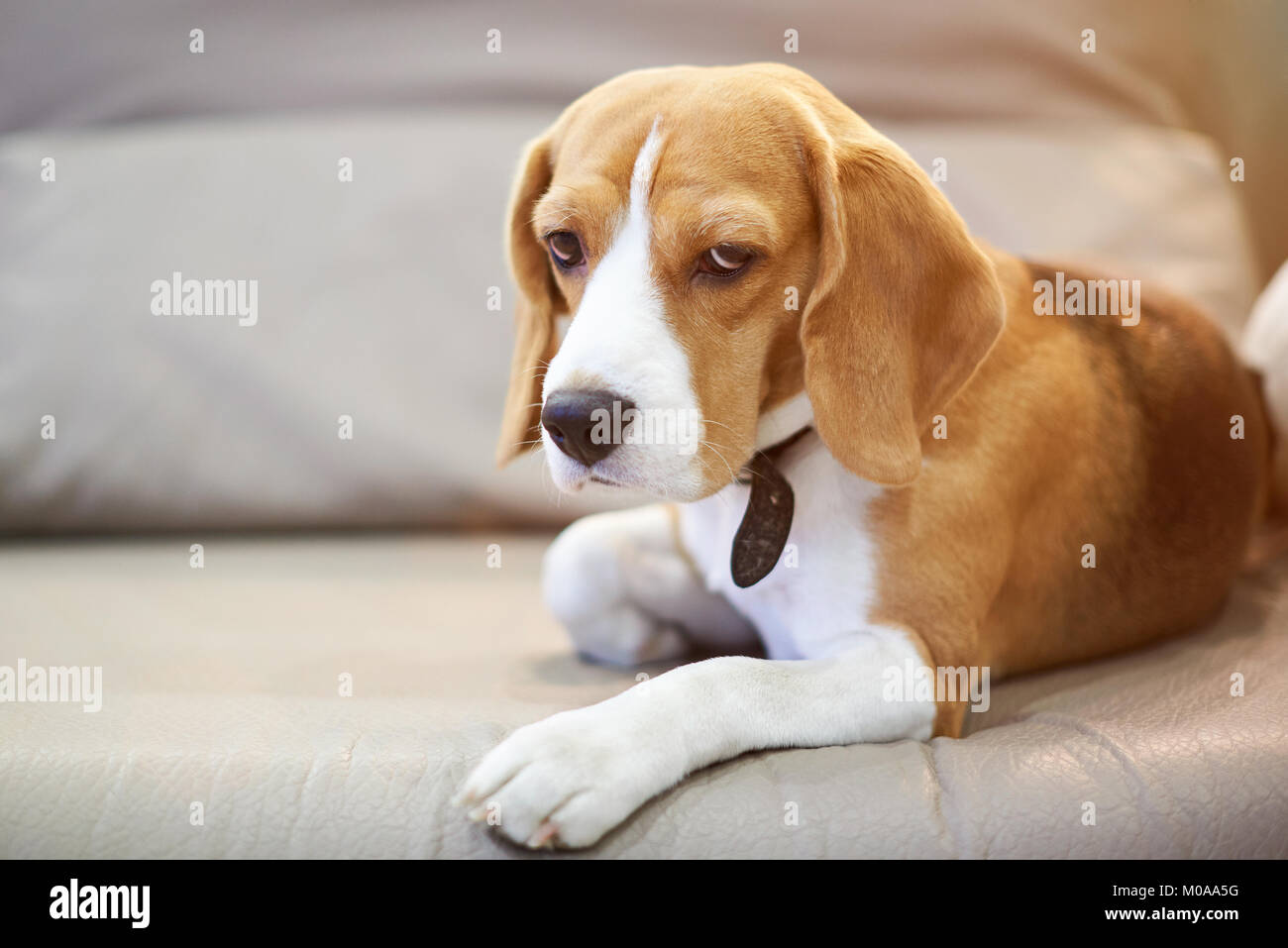 Adorabile cane beagle posa sul letto e cercando nella fotocamera Foto Stock