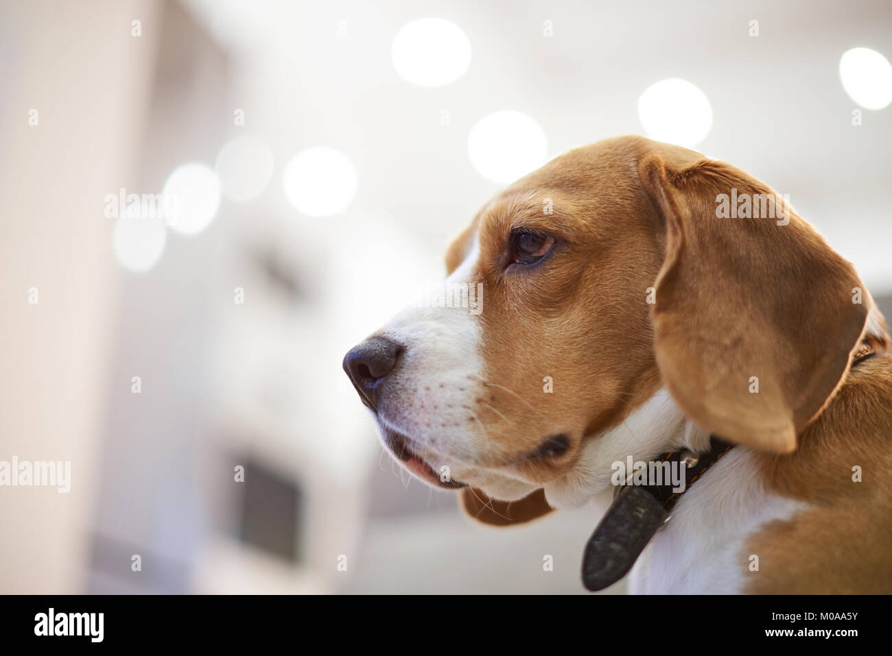 Ritratto di profilo di cane beagle in appartamento sfondo sfocato Foto Stock